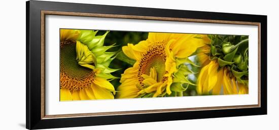 Close-Up of Sunflowers-null-Framed Photographic Print