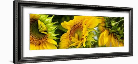 Close-Up of Sunflowers-null-Framed Photographic Print