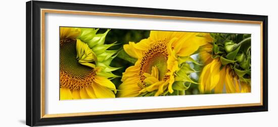 Close-Up of Sunflowers-null-Framed Photographic Print