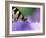 Close-up of Swallowtail Butterfly on Petunia in Garden-Nancy Rotenberg-Framed Photographic Print