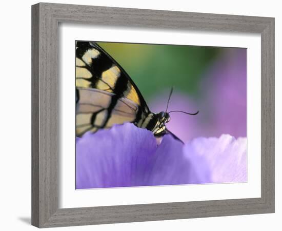 Close-up of Swallowtail Butterfly on Petunia in Garden-Nancy Rotenberg-Framed Photographic Print