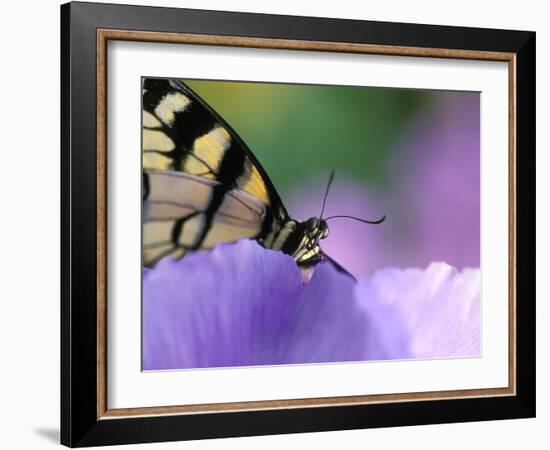 Close-up of Swallowtail Butterfly on Petunia in Garden-Nancy Rotenberg-Framed Photographic Print