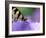 Close-up of Swallowtail Butterfly on Petunia in Garden-Nancy Rotenberg-Framed Photographic Print