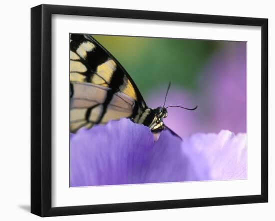 Close-up of Swallowtail Butterfly on Petunia in Garden-Nancy Rotenberg-Framed Photographic Print