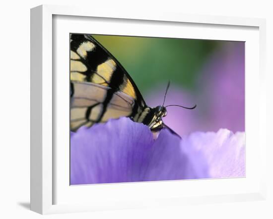 Close-up of Swallowtail Butterfly on Petunia in Garden-Nancy Rotenberg-Framed Photographic Print