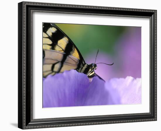 Close-up of Swallowtail Butterfly on Petunia in Garden-Nancy Rotenberg-Framed Photographic Print