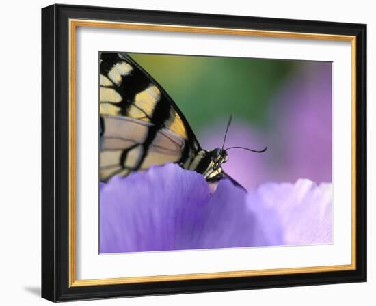 Close-up of Swallowtail Butterfly on Petunia in Garden-Nancy Rotenberg-Framed Photographic Print