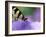 Close-up of Swallowtail Butterfly on Petunia in Garden-Nancy Rotenberg-Framed Photographic Print