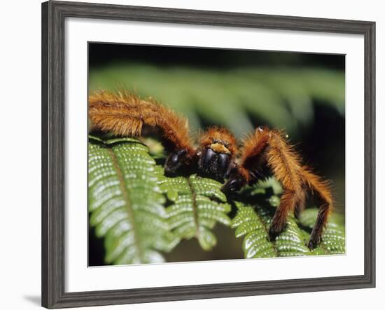 Close-up of Tarantula on Fern, Madagascar-Daisy Gilardini-Framed Photographic Print