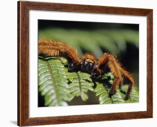 Close-up of Tarantula on Fern, Madagascar-Daisy Gilardini-Framed Photographic Print