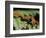 Close-up of Tarantula on Fern, Madagascar-Daisy Gilardini-Framed Photographic Print