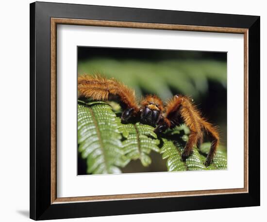 Close-up of Tarantula on Fern, Madagascar-Daisy Gilardini-Framed Photographic Print