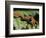 Close-up of Tarantula on Fern, Madagascar-Daisy Gilardini-Framed Photographic Print