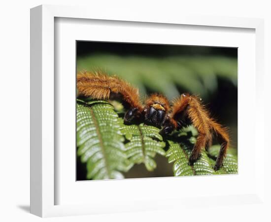 Close-up of Tarantula on Fern, Madagascar-Daisy Gilardini-Framed Photographic Print