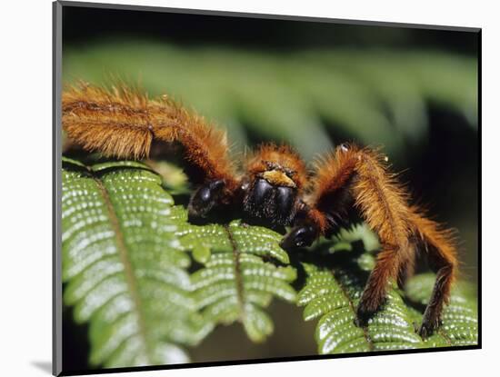 Close-up of Tarantula on Fern, Madagascar-Daisy Gilardini-Mounted Photographic Print