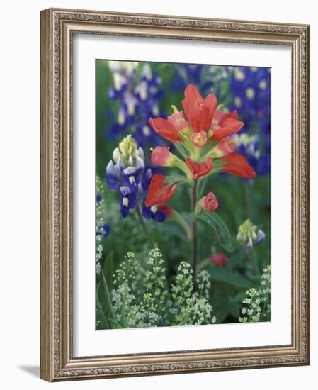 Close-up of Texas Paintbrush, Hill Country, Texas, USA-Adam Jones-Framed Photographic Print