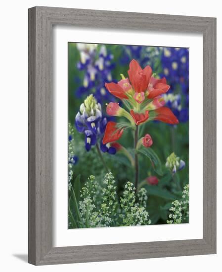 Close-up of Texas Paintbrush, Hill Country, Texas, USA-Adam Jones-Framed Photographic Print