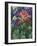 Close-up of Texas Paintbrush, Hill Country, Texas, USA-Adam Jones-Framed Photographic Print