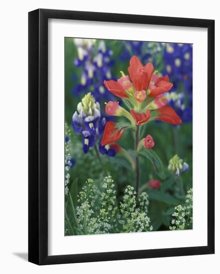 Close-up of Texas Paintbrush, Hill Country, Texas, USA-Adam Jones-Framed Photographic Print