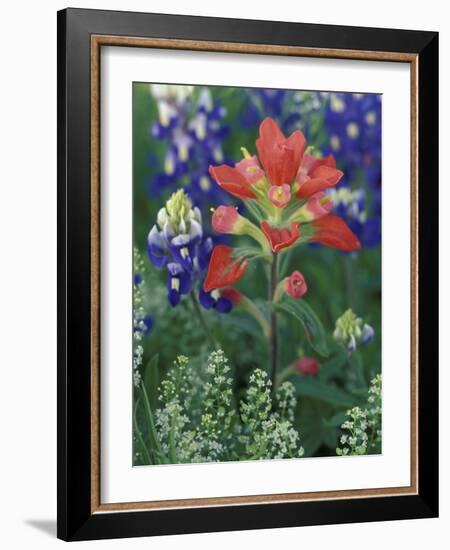 Close-up of Texas Paintbrush, Hill Country, Texas, USA-Adam Jones-Framed Photographic Print