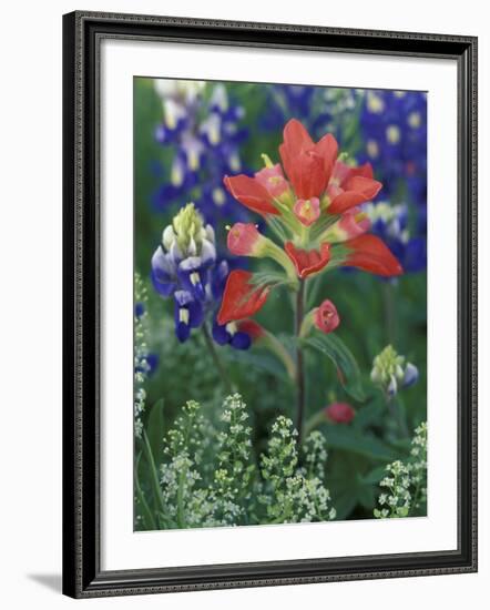 Close-up of Texas Paintbrush, Hill Country, Texas, USA-Adam Jones-Framed Photographic Print