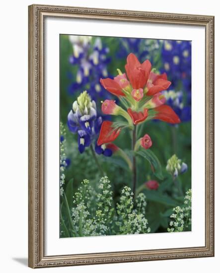 Close-up of Texas Paintbrush, Hill Country, Texas, USA-Adam Jones-Framed Photographic Print