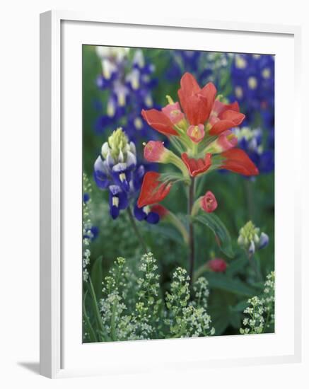 Close-up of Texas Paintbrush, Hill Country, Texas, USA-Adam Jones-Framed Photographic Print