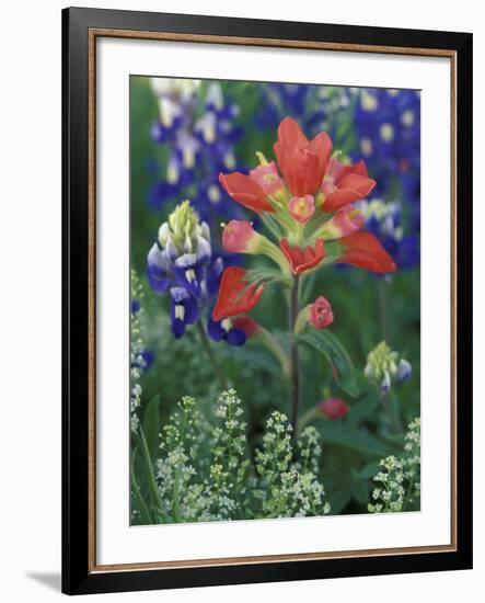 Close-up of Texas Paintbrush, Hill Country, Texas, USA-Adam Jones-Framed Photographic Print