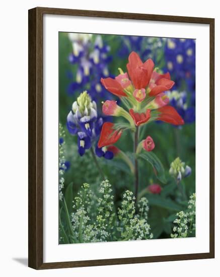 Close-up of Texas Paintbrush, Hill Country, Texas, USA-Adam Jones-Framed Photographic Print