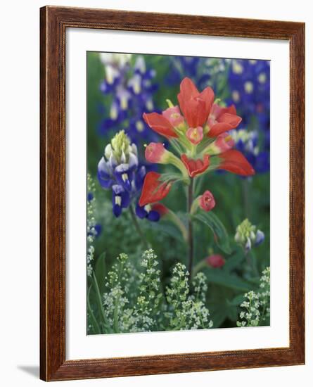 Close-up of Texas Paintbrush, Hill Country, Texas, USA-Adam Jones-Framed Photographic Print