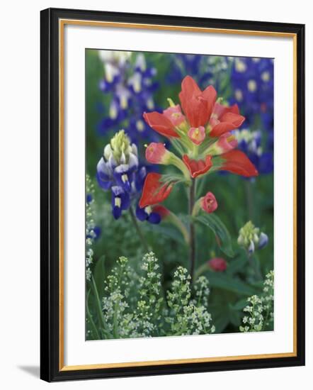 Close-up of Texas Paintbrush, Hill Country, Texas, USA-Adam Jones-Framed Photographic Print