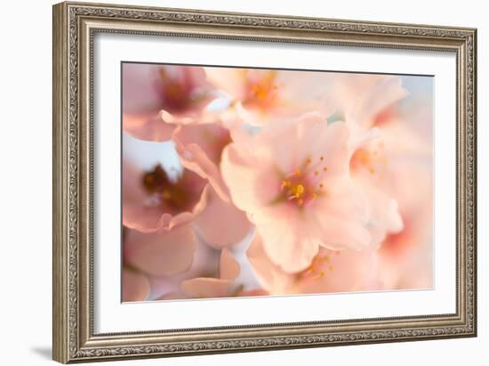 Close-Up of the Cherry Blossom Flowers around the Tidal Basin, the Spring-David Coleman-Framed Photographic Print