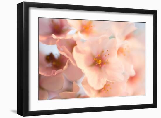 Close-Up of the Cherry Blossom Flowers around the Tidal Basin, the Spring-David Coleman-Framed Photographic Print