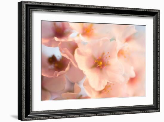 Close-Up of the Cherry Blossom Flowers around the Tidal Basin, the Spring-David Coleman-Framed Photographic Print