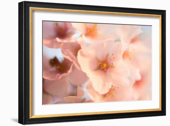 Close-Up of the Cherry Blossom Flowers around the Tidal Basin, the Spring-David Coleman-Framed Photographic Print
