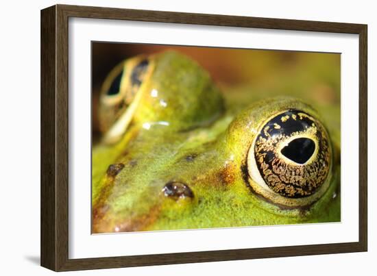 Close-Up of the Eye of a Frog in a Pond Awaiting His Prey-null-Framed Photo