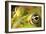 Close-Up of the Eye of a Frog in a Pond Awaiting His Prey-null-Framed Photo