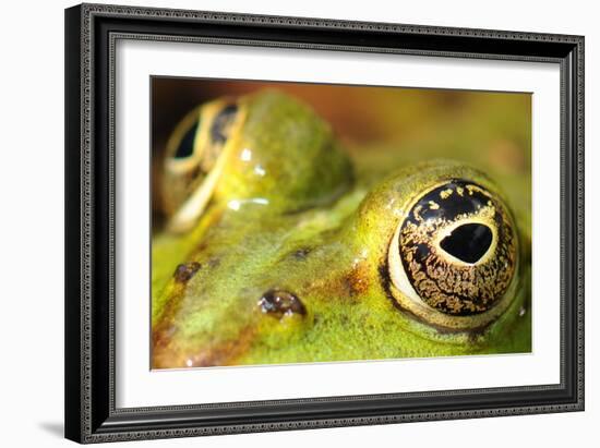 Close-Up of the Eye of a Frog in a Pond Awaiting His Prey-null-Framed Photo