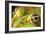 Close-Up of the Eye of a Frog in a Pond Awaiting His Prey-null-Framed Photo