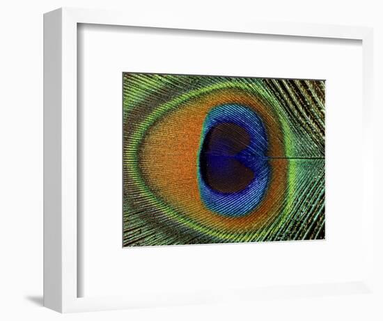 Close-Up of the Eye of a Peacock Feather, (Pavo Cristatus)-Ashok Jain-Framed Premium Photographic Print