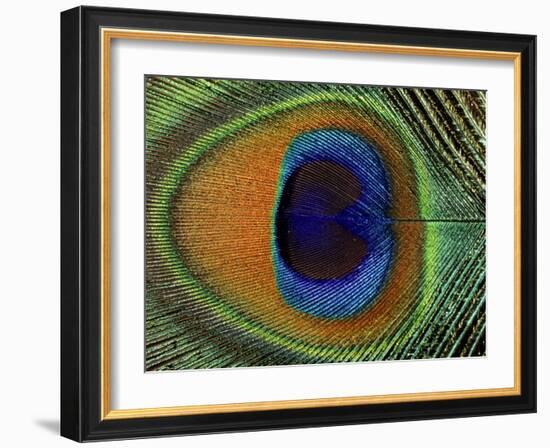 Close-Up of the Eye of a Peacock Feather, (Pavo Cristatus)-Ashok Jain-Framed Photographic Print