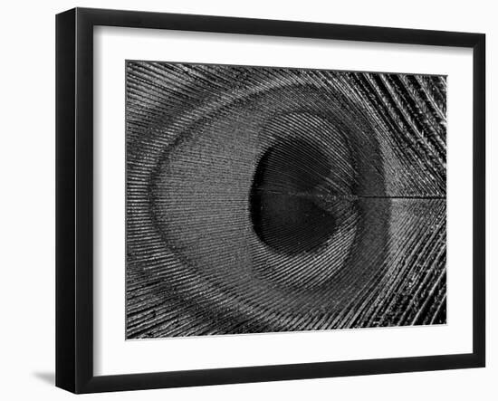 Close-Up of the Eye of a Peacock Feather, (Pavo Cristatus)-Ashok Jain-Framed Photographic Print