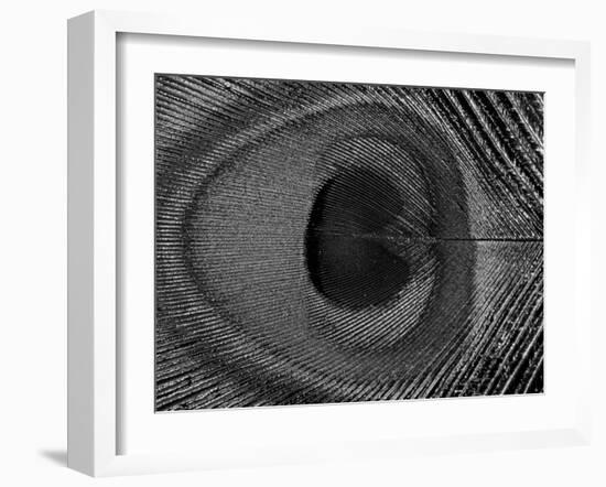 Close-Up of the Eye of a Peacock Feather, (Pavo Cristatus)-Ashok Jain-Framed Photographic Print