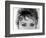 Close Up of the Eyes of Actress Sophia Loren-Alfred Eisenstaedt-Framed Photographic Print