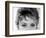 Close Up of the Eyes of Actress Sophia Loren-Alfred Eisenstaedt-Framed Photographic Print