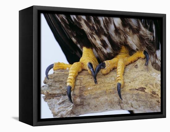 Close up of the Feet and Talons of a Bald Eagle, Alaska, USA, North America-David Tipling-Framed Premier Image Canvas