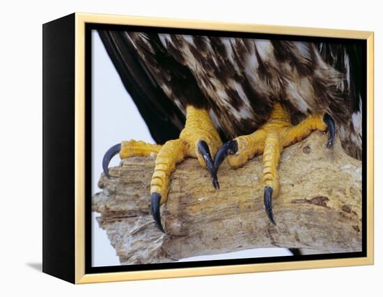 Close up of the Feet and Talons of a Bald Eagle, Alaska, USA, North America-David Tipling-Framed Premier Image Canvas