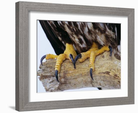 Close up of the Feet and Talons of a Bald Eagle, Alaska, USA, North America-David Tipling-Framed Photographic Print