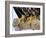 Close up of the Feet and Talons of a Bald Eagle, Alaska, USA, North America-David Tipling-Framed Photographic Print