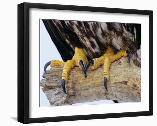 Close up of the Feet and Talons of a Bald Eagle, Alaska, USA, North America-David Tipling-Framed Photographic Print